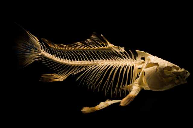 skeleton fish museum fish bones